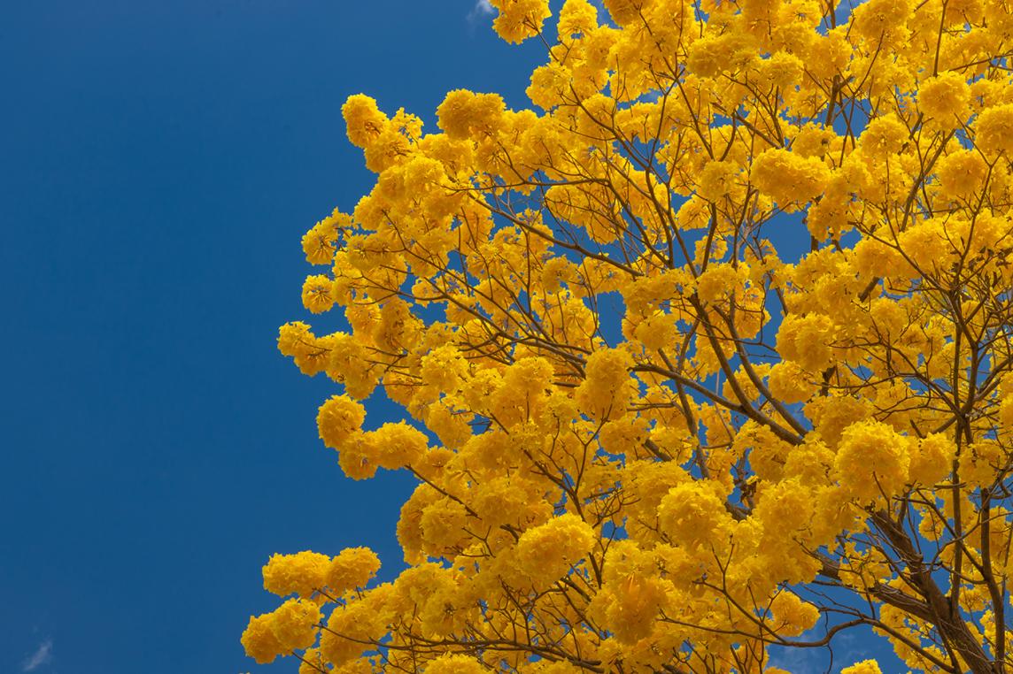 Arbol de Guayacan